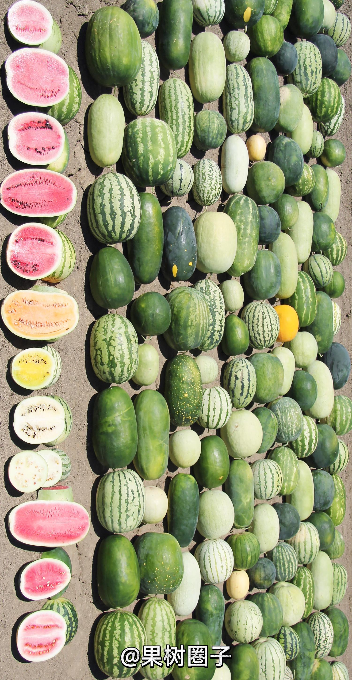 现在的西瓜越来越小,现在哪的西瓜最便宜