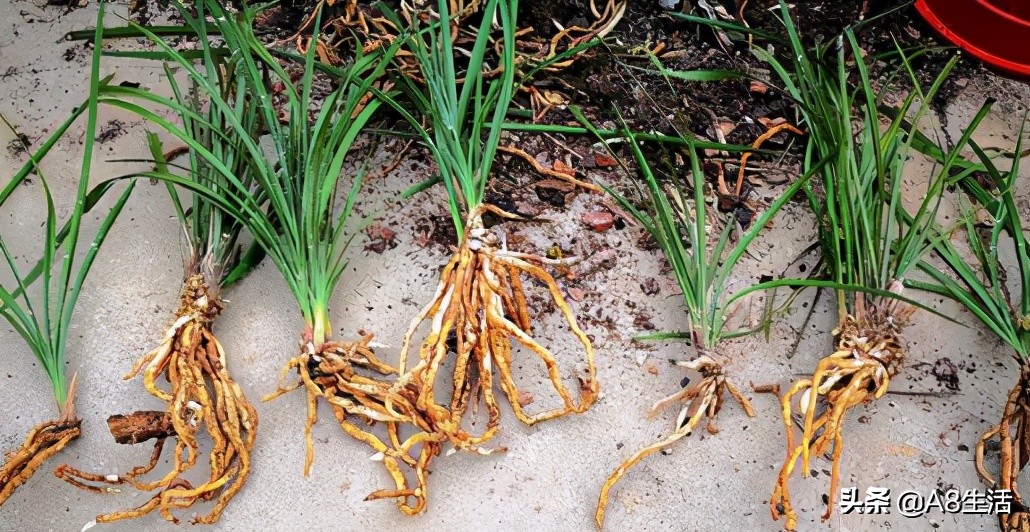 每日一品花草图片,每日一品