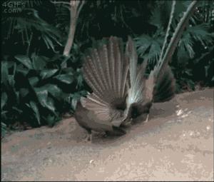 雄性动物进化器官,雄性生物生殖进化