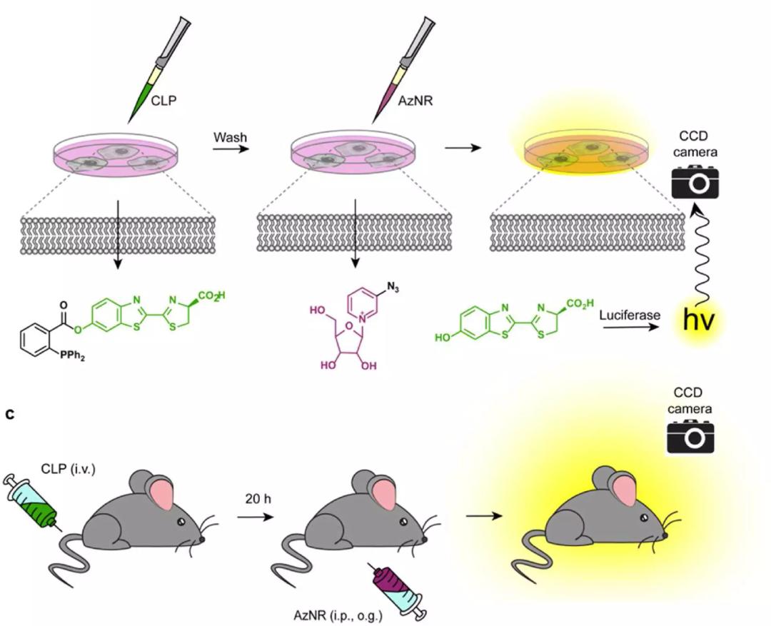 吃维生素会容易得癌症吗,癌症病人吃b族维生素有什么益处