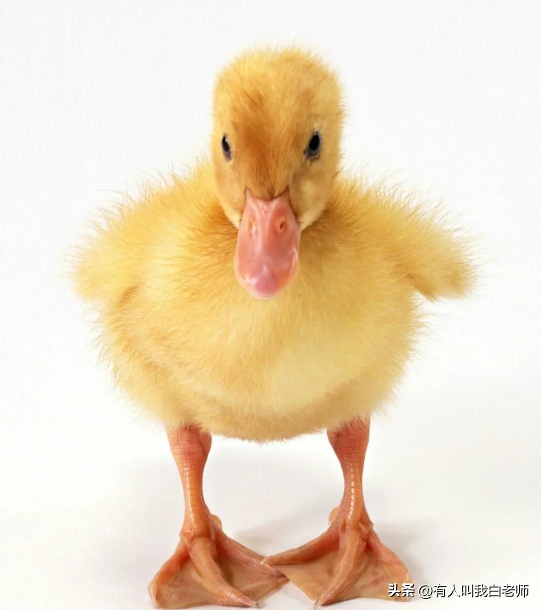 在城里养鸡养鸭,养鸭小孩