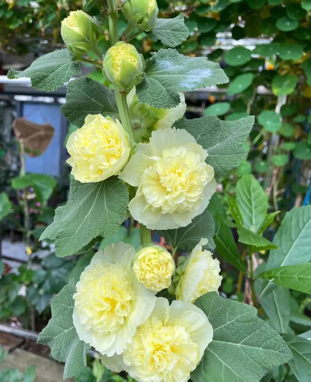 适合在路边种的野花,那些路边不起眼的花儿