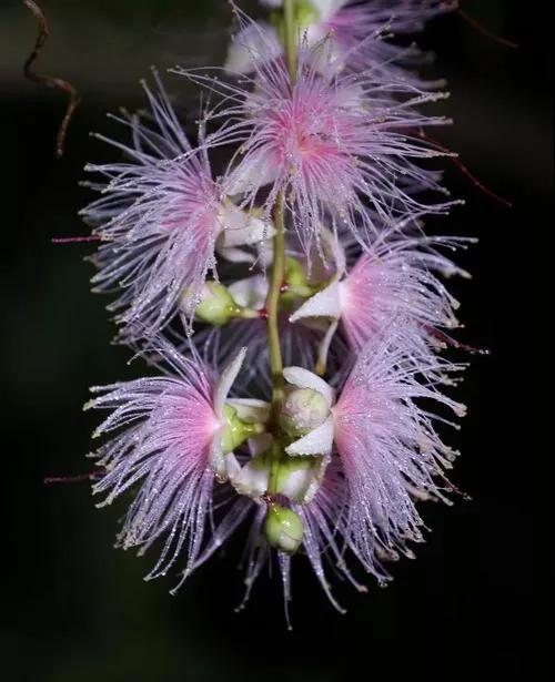 玉蕊树的花有什么功效,植物玉如意花的寓意和象征
