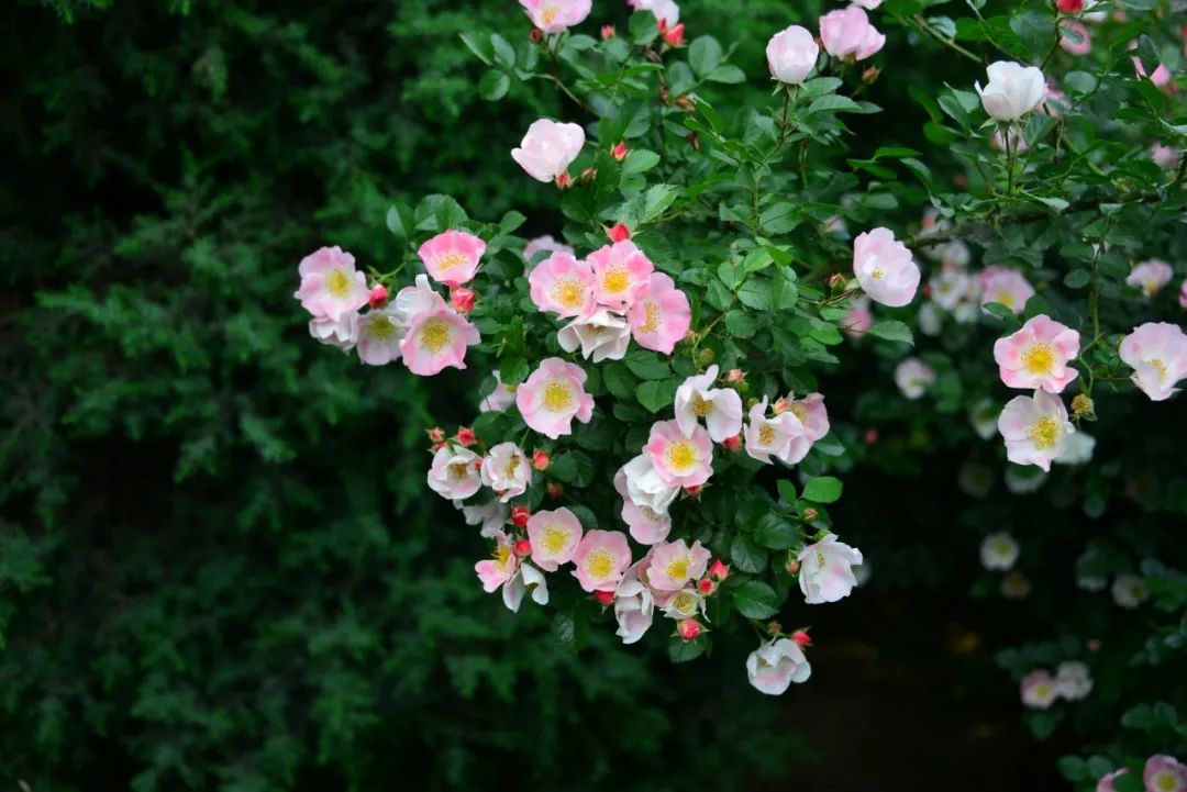 春天诗词最美十首,最美田园诗词100首