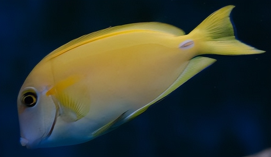 海缸入门花费多少,海缸入门推荐