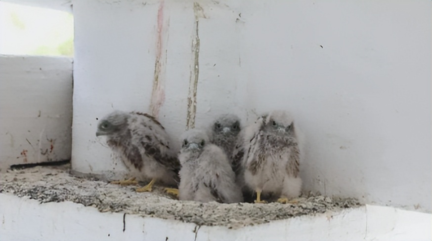 捣鸟窝被判刑10年的学生,掏个鸟窝被判十年