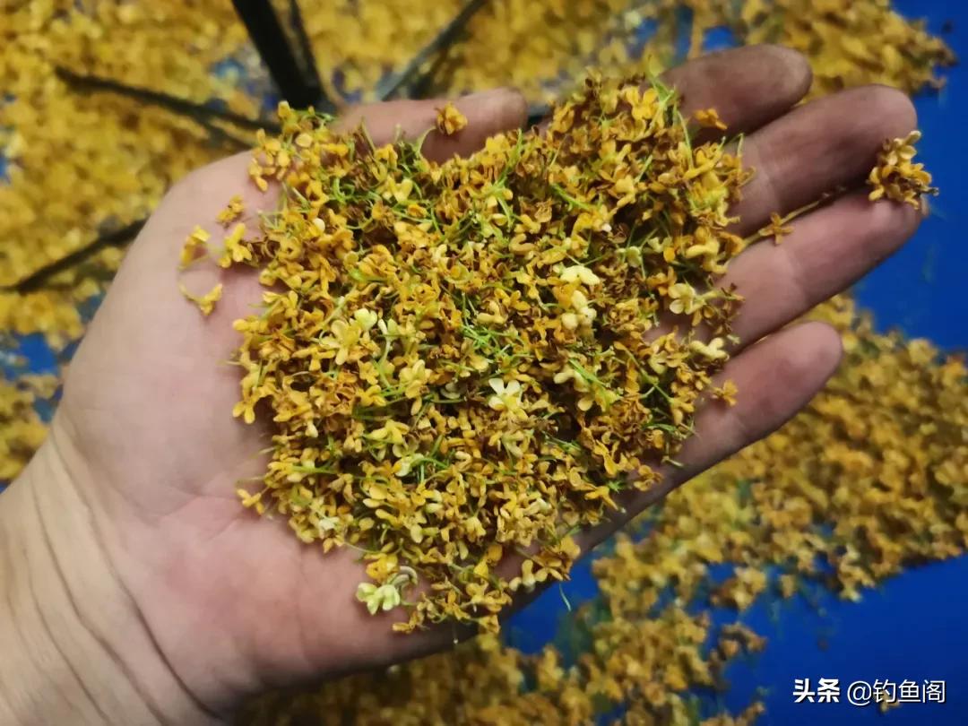 冬天黑坑鲫鱼散炮用什么添加剂,夏天黑坑鲫鱼用什么添加剂