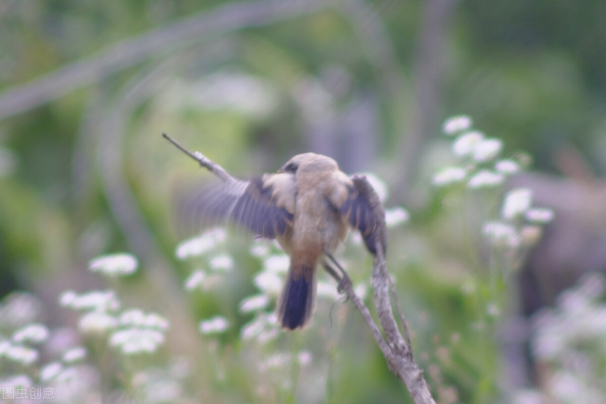 报得三春晖中晖是什么意思,报得三春晖的三春指的是
