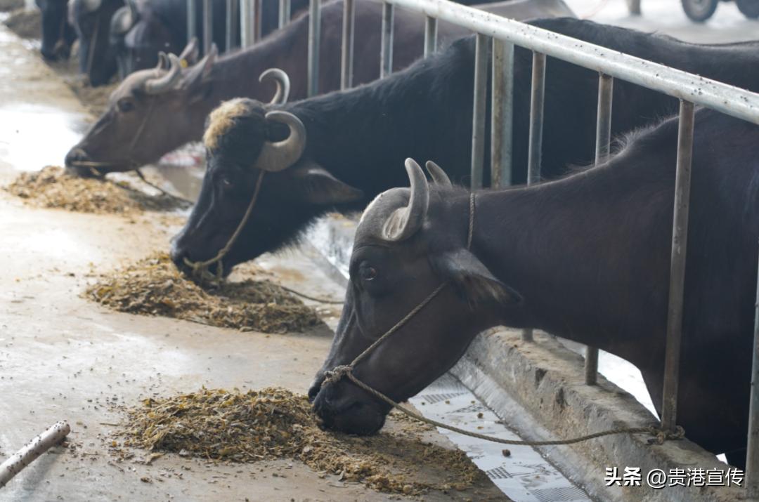 你平时喝的是公牛奶还是母牛奶,你平常喝的牛奶是真的牛奶吗