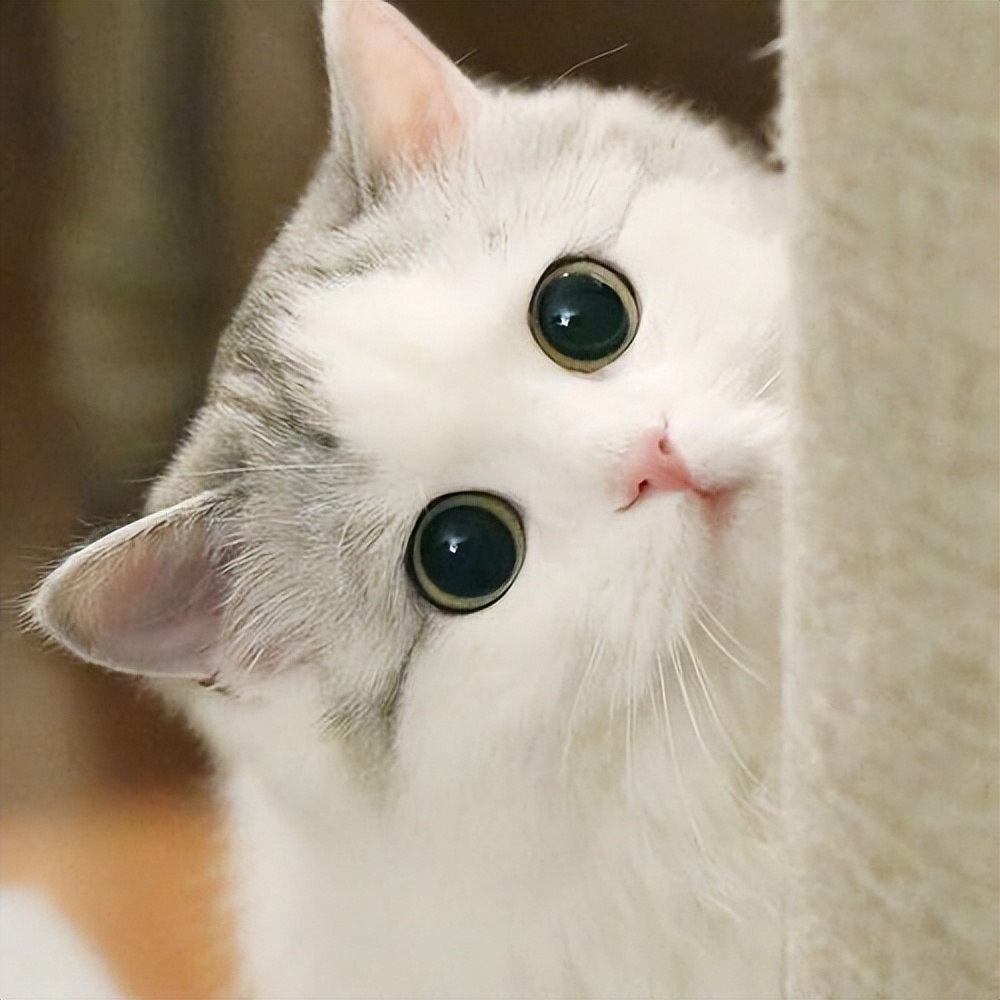 怎样才能知道猫咪喜不喜欢你,怎么让猫咪爱上你