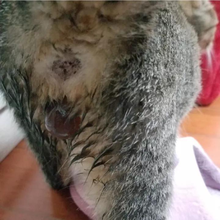 母猫老是不停的挠猫砂什么原因,母猫生产前的征兆