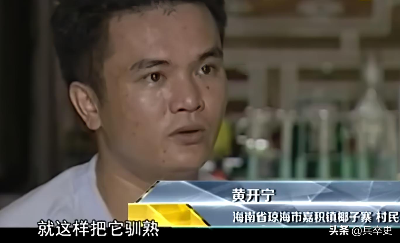 六七十年代海南巨蟒事件,1996年蟒蛇报恩甘愿当保姆