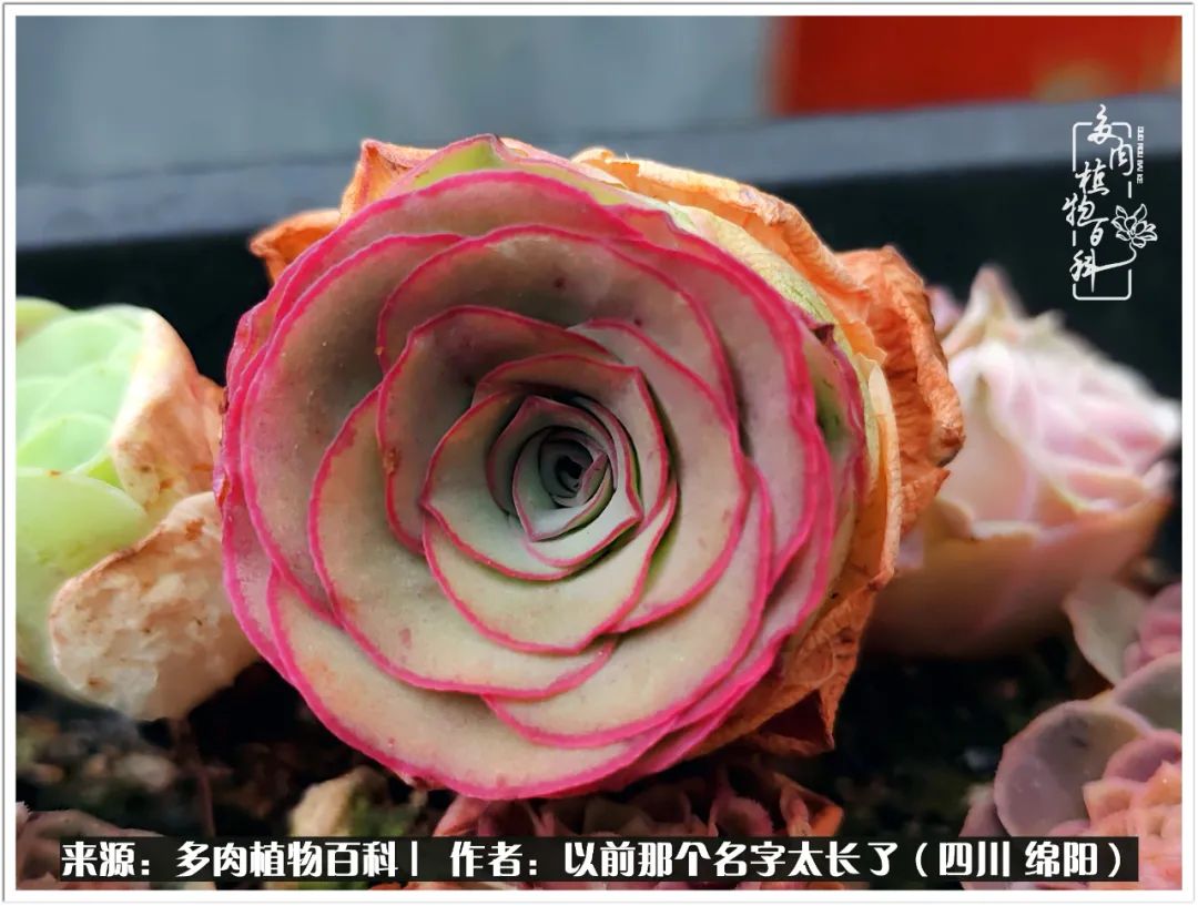 夏天山地玫瑰,小清新山地玫瑰