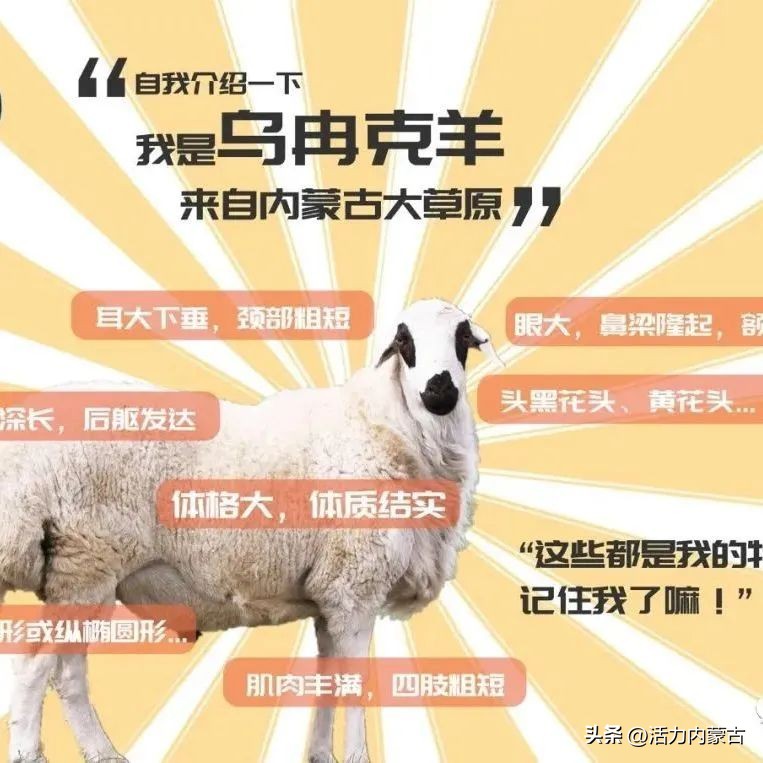 这场“羊”运会，内蒙古申请出战！