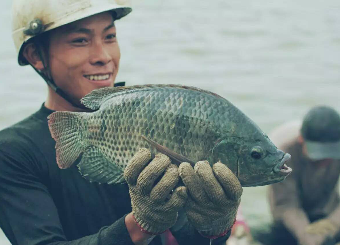 臭水沟中的罗非鱼为啥不能吃,臭水沟里的罗非鱼可以养可以吃吗