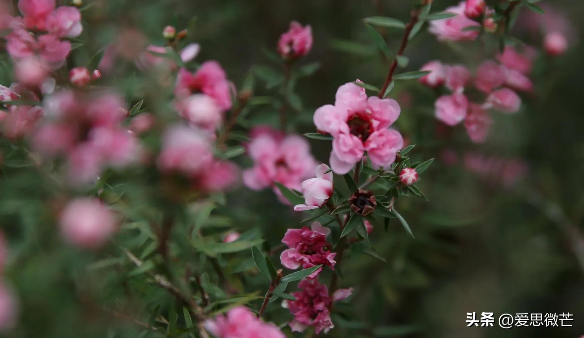 松红梅和梅花的区别,松红梅与松针梅区别