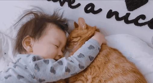 2018年全国宠物展排期表,深圳宠物展会2021排期明细表