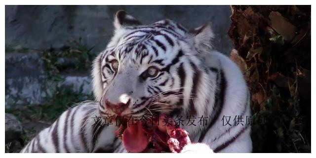 为什么老虎不吃猪肉是有原因的,老虎为啥不喂猪肉