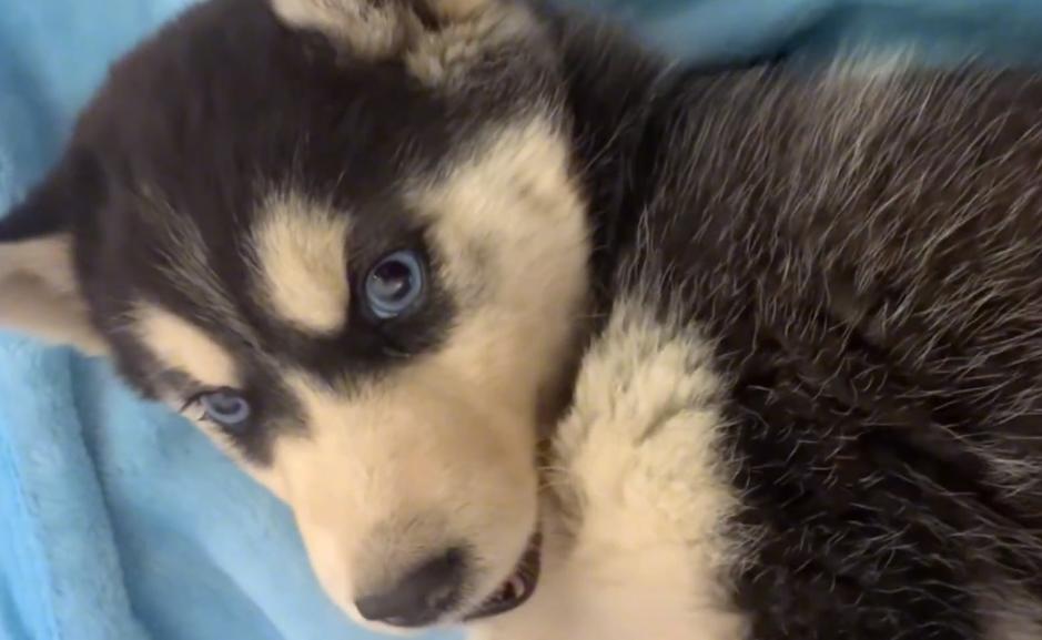 因为6000治疗费被抛弃的哈士奇，历经10个月，它已经成为纯纯二哈