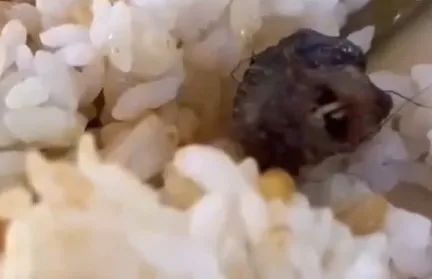 吃了被老鼠污染过的食物怎么办,吃了老鼠污染的食物怎么办