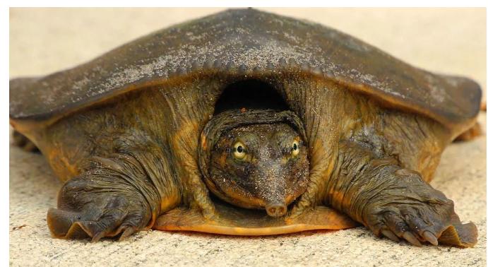 美国不明物种入侵了吗,美国物种入侵中国