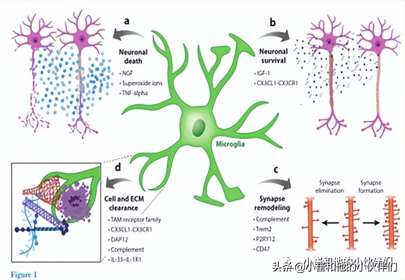 绁炵粡缁勭粐鐨勭粏鑳炵被鍨嬪寘鎷摢涓ょ,绁炵粡缁嗚優鍙戣偛鐗圭偣