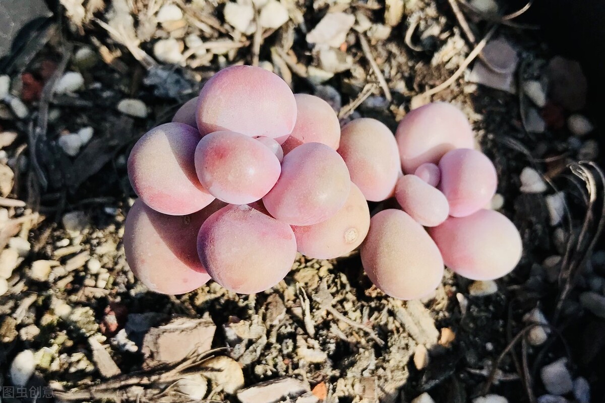 桃蛋叶片怎么出芽最快,桃蛋叶片有黑斑点怎么办