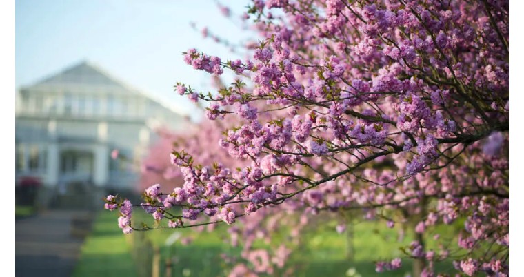 伦敦3月樱花,伦敦樱花季