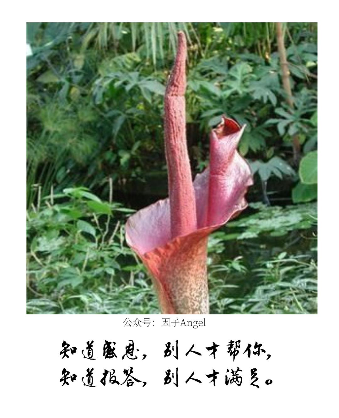 植物之36技——热