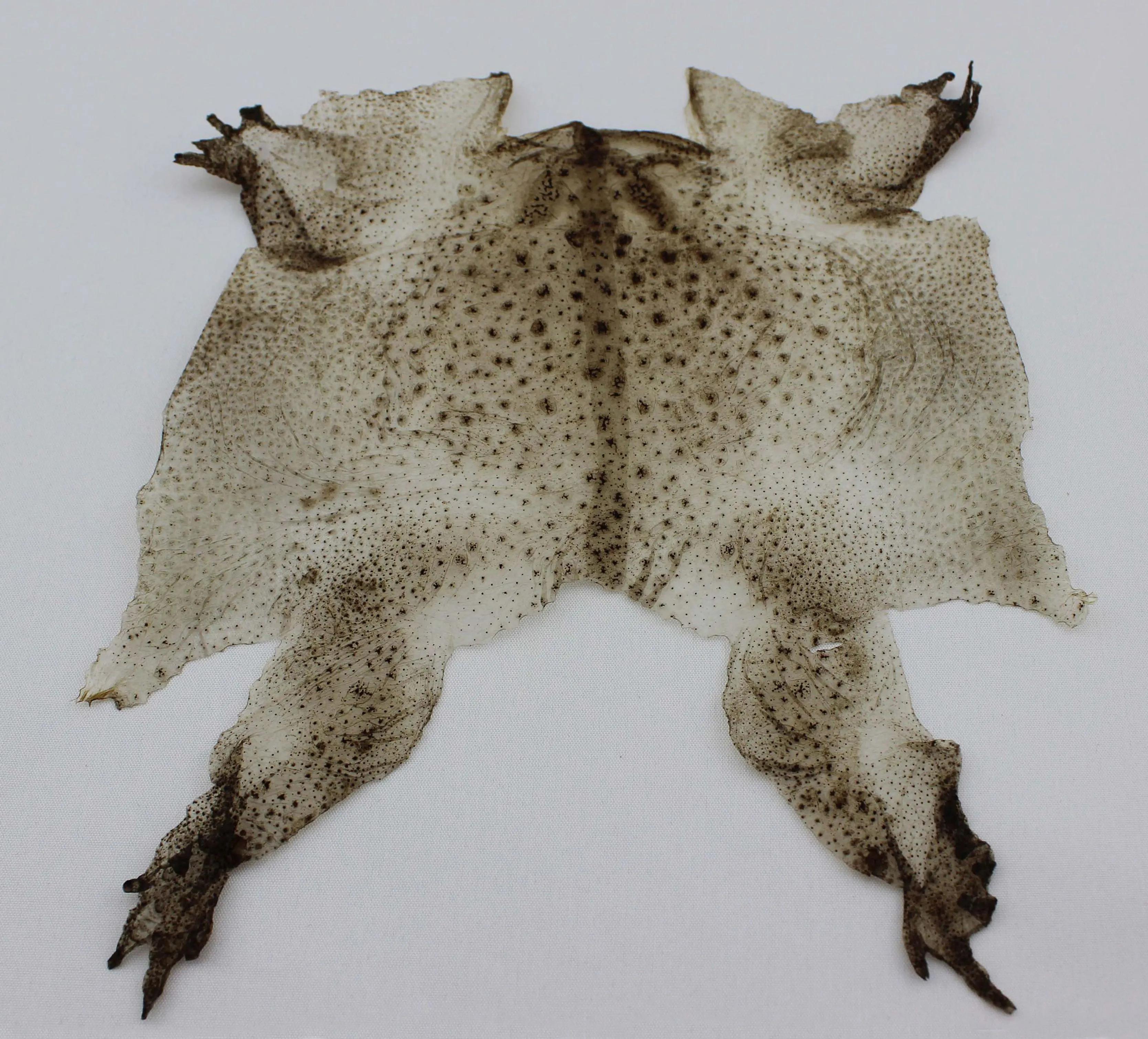 蟾蜍养殖前景效益分析论文摘要,蟾蜍养殖前景分析报告书