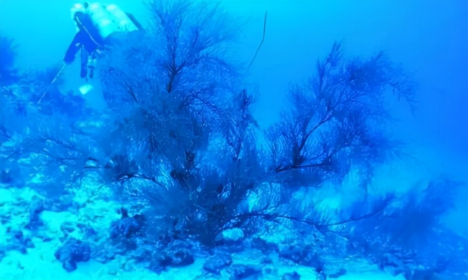 市面上主流的廉价海柳，你了解多少