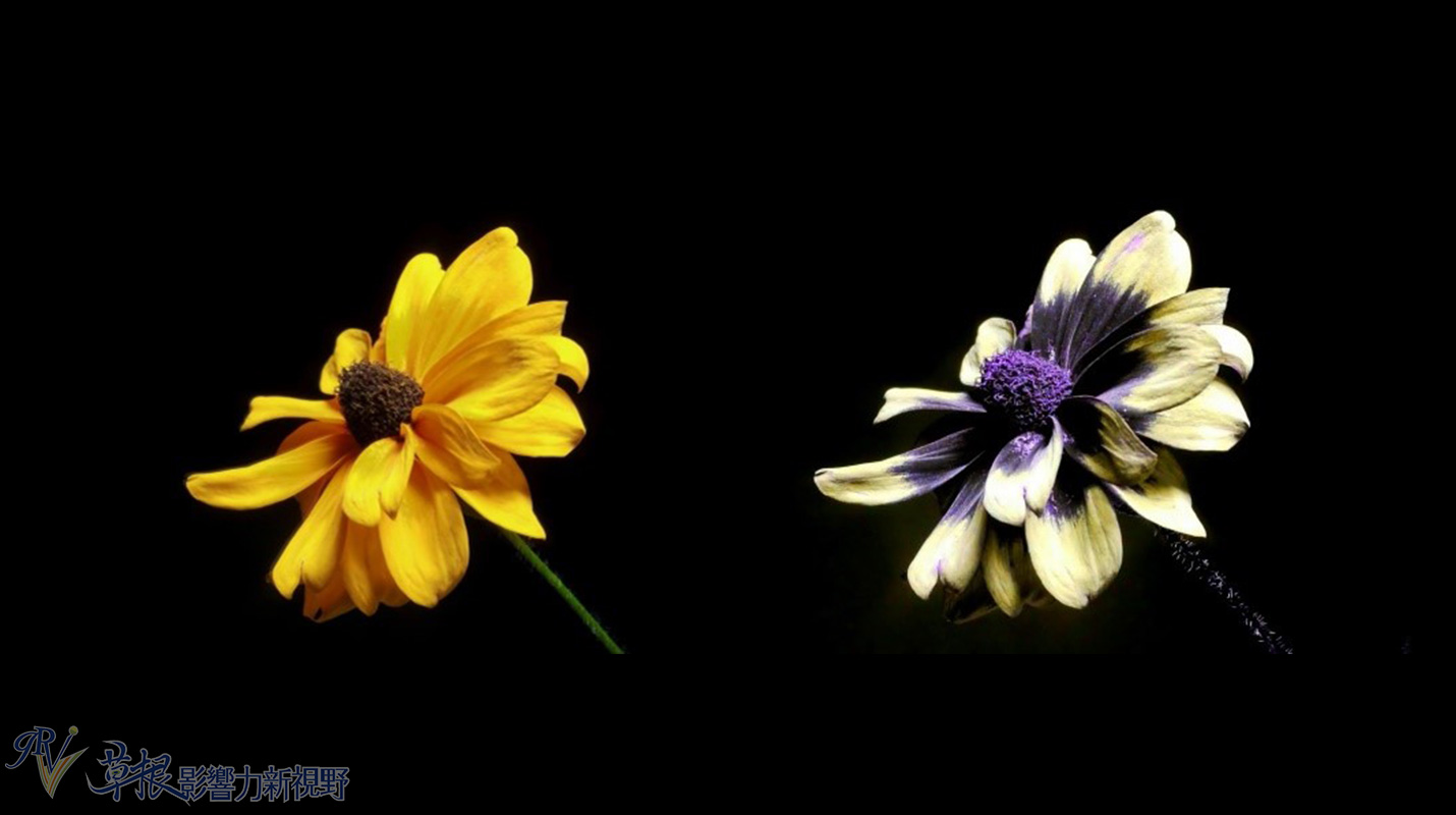 植物比动物厉害,动植物的繁衍方式