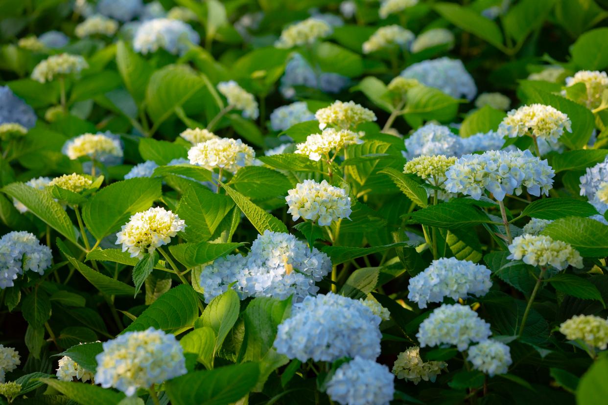 夏天专属的浪漫绣球花,绣球花是夏天的专属浪漫