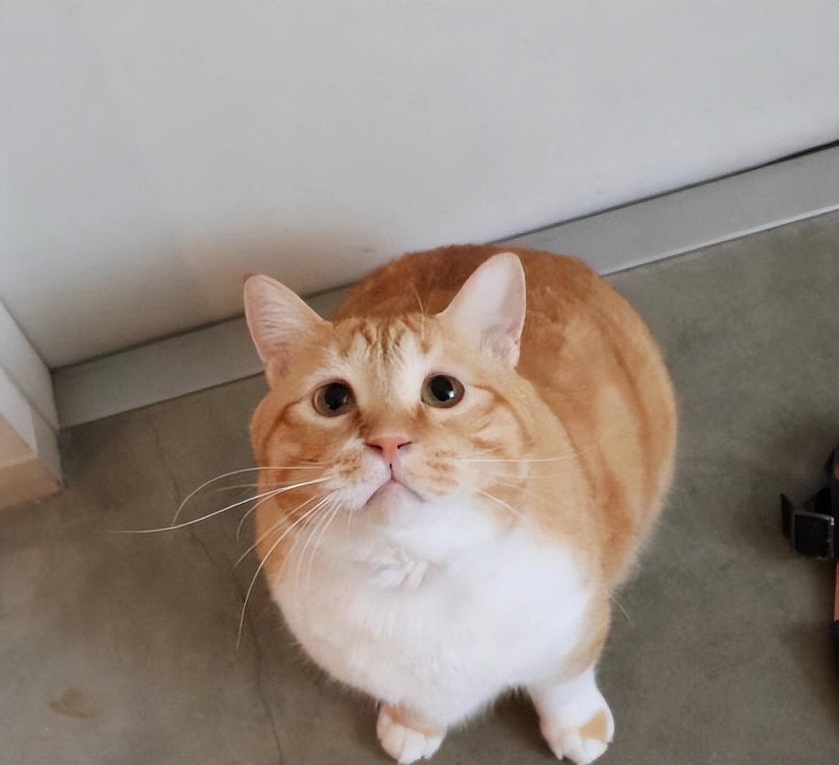 猫咪生长到几个月才会停止成长,猫咪寿命最短的表现