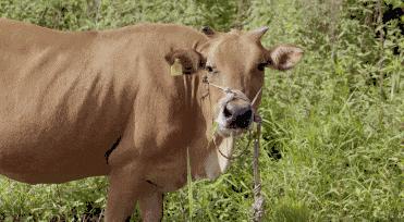 为什么外国牛身上会被开洞,牛身上打了个洞还能活多久