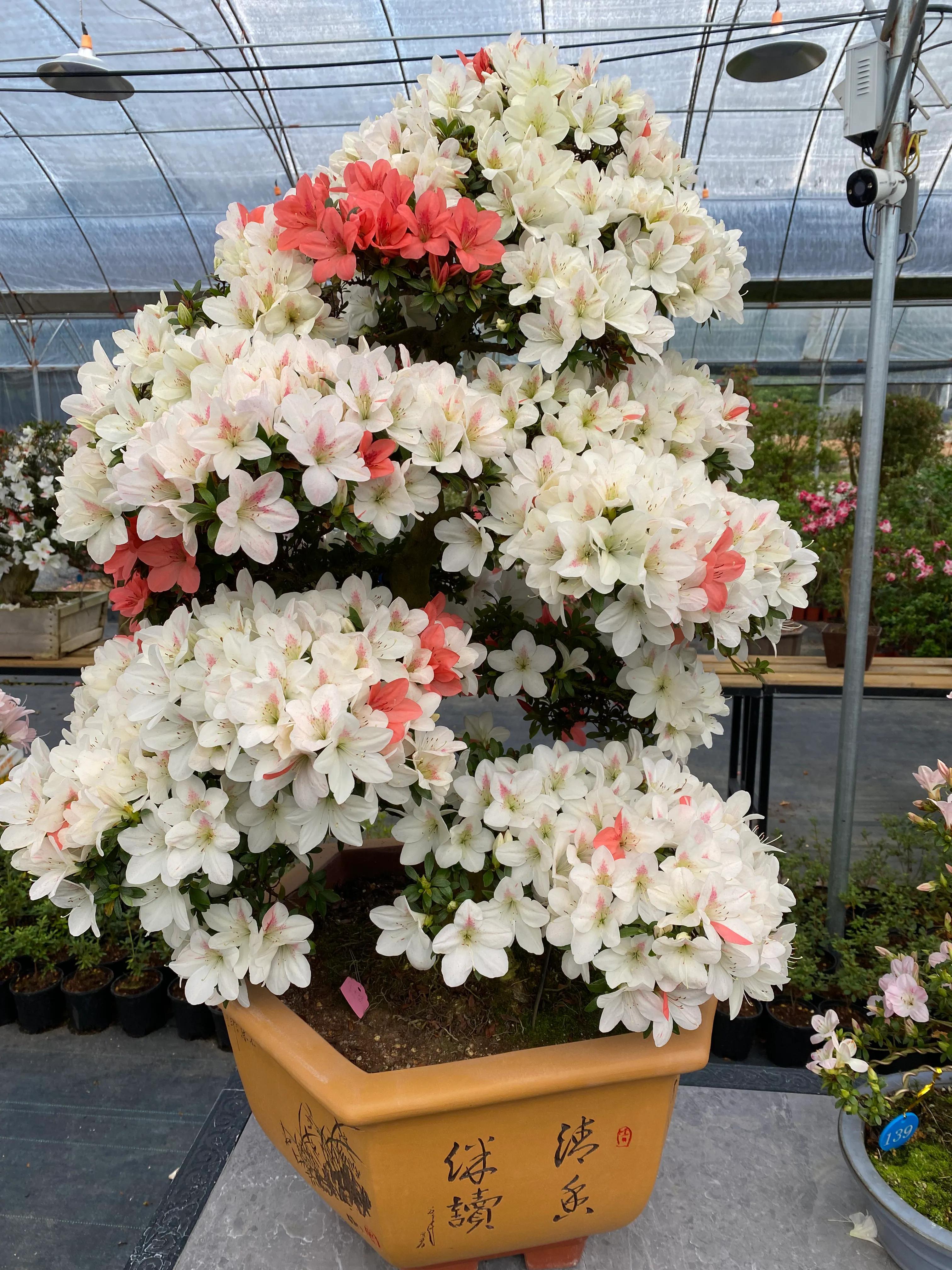 皋月杜鹃花图片大全,皋月杜鹃新品种视频