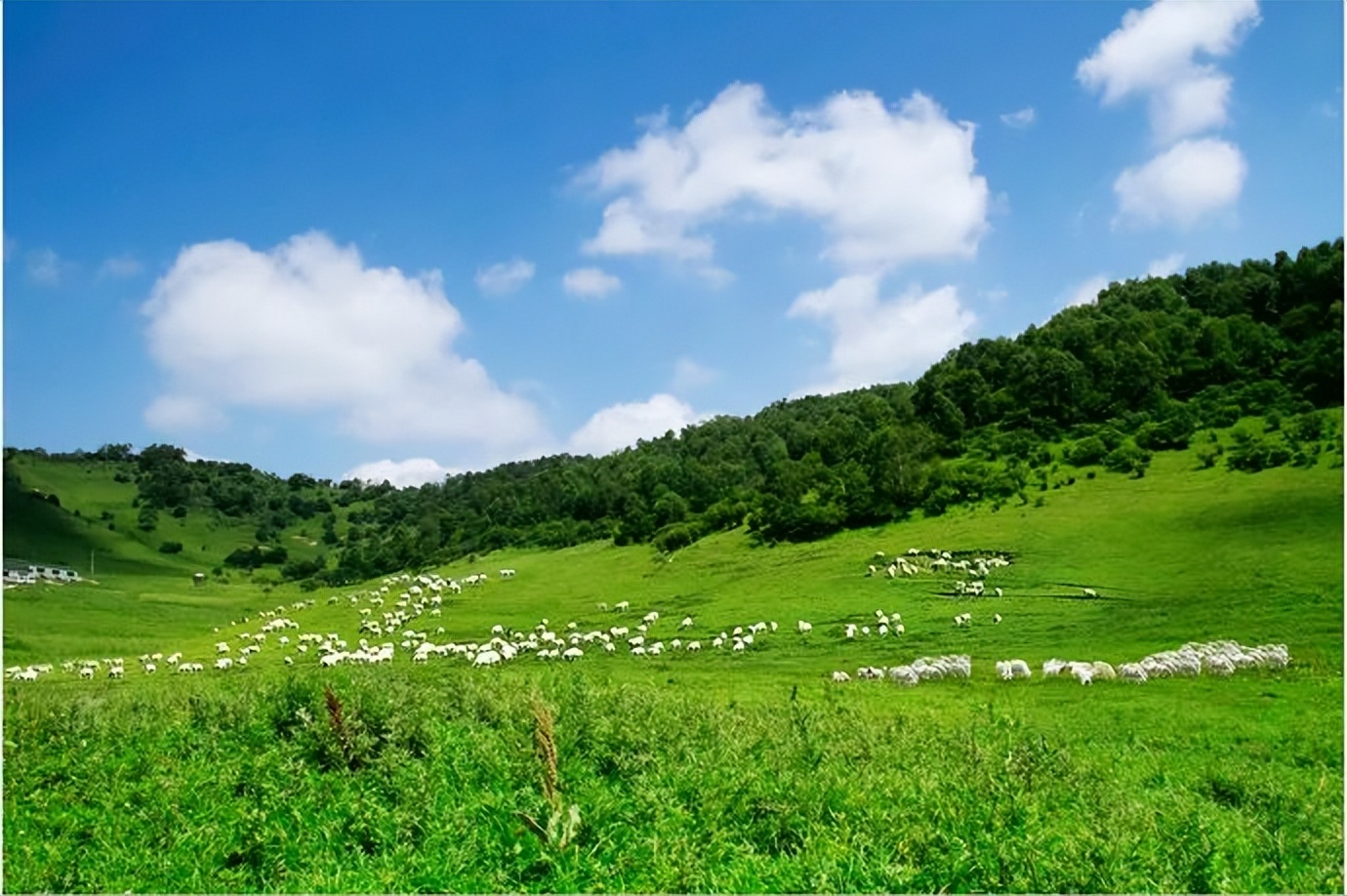 品质精耕＋专业服务，和氏莎能夯实羊奶粉“优等生”地位