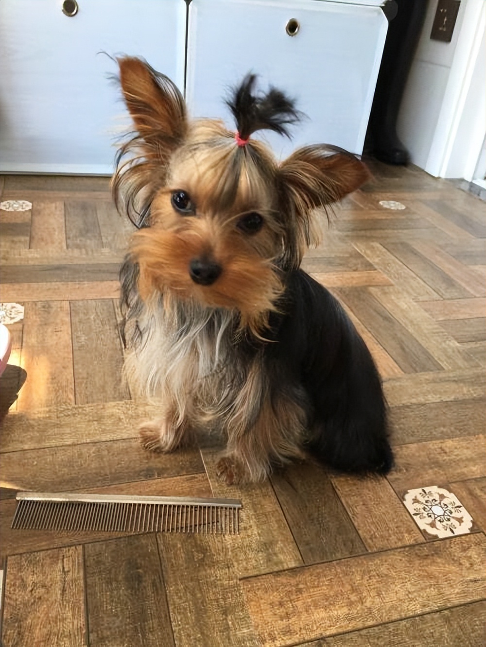 约克夏耳朵特别臭怎么办,约克夏犬黑便怎么办