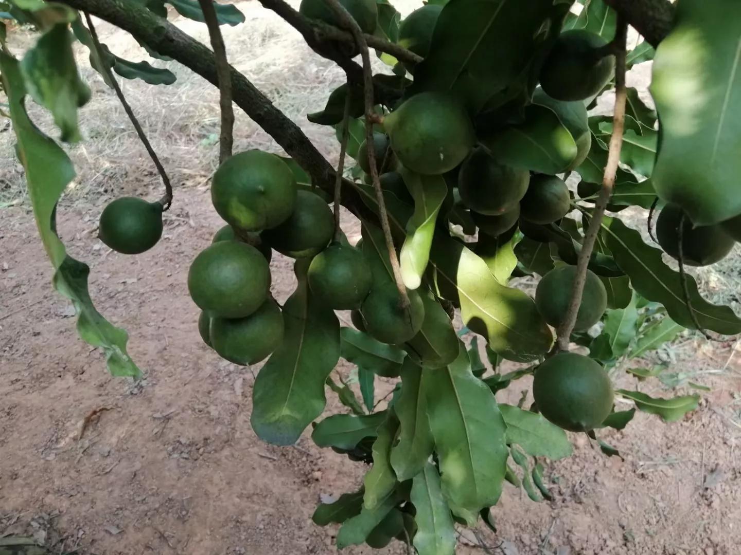 白垢坚果,白垢坚果特色