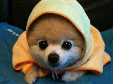 狗狗老是爱吃萝卜,狗狗老是吃自己的毛怎么办