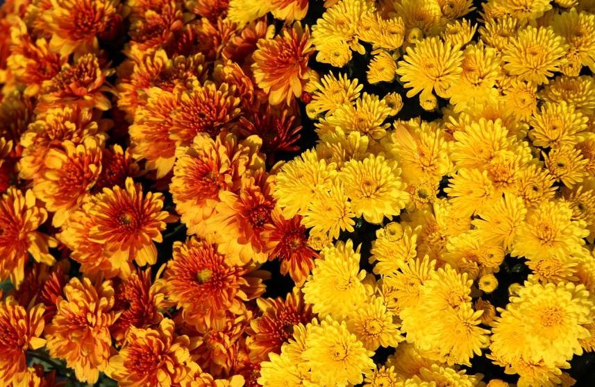 每日一花12.9：菊