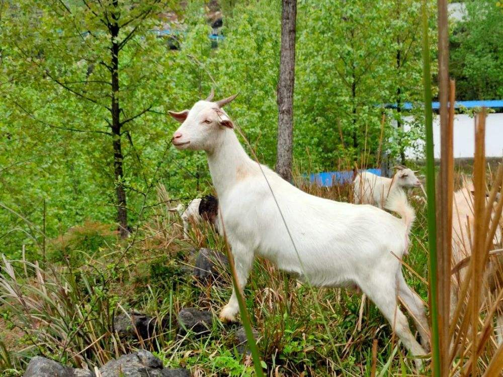 关于牛羊流产的原因有哪些？怎样防治？