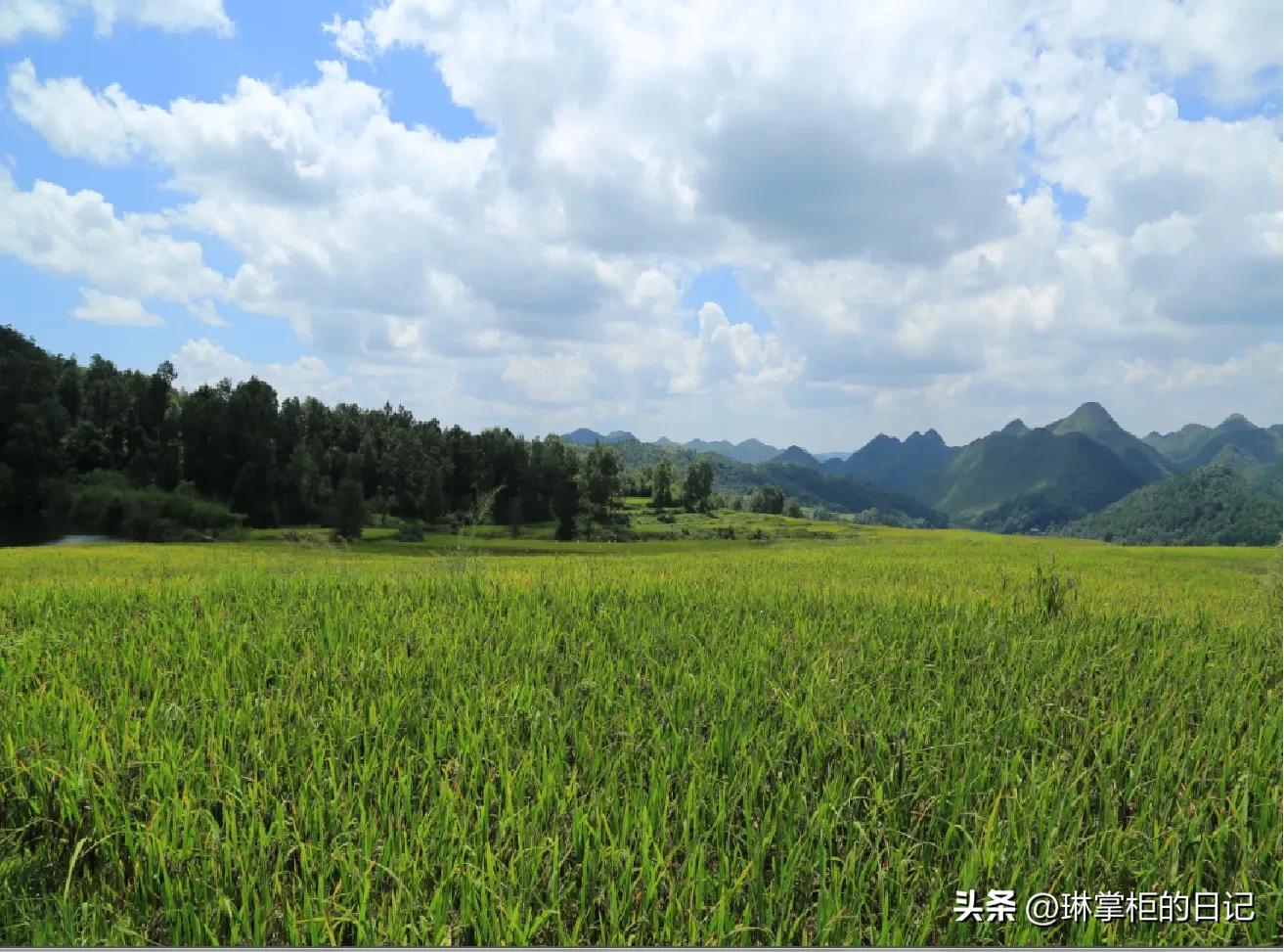 涟江牌黑糯米酒,惠水正宗黑糯米酒