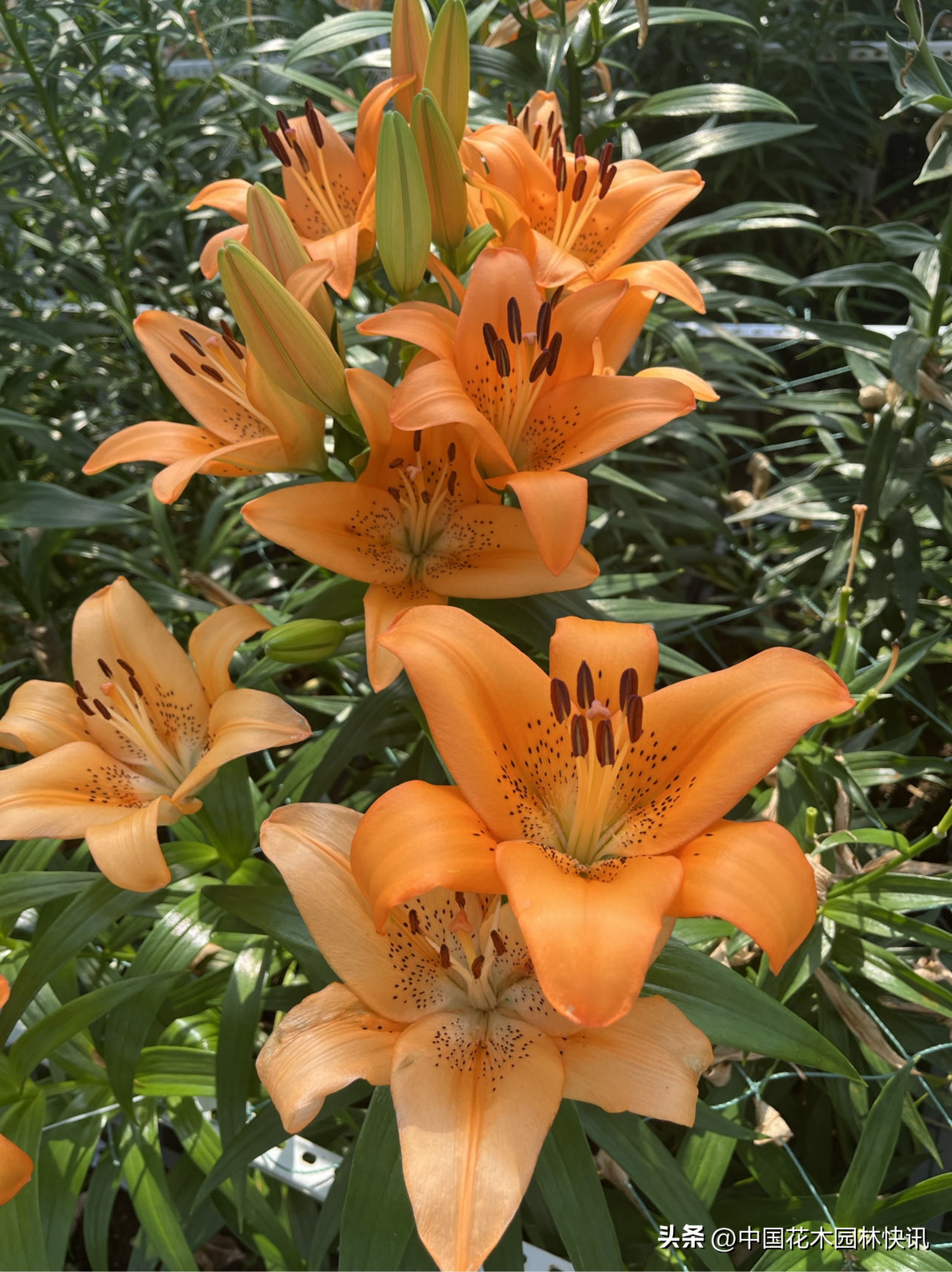 江西农大:缤纷百合花激情绽放国际登录品种各展娇姿