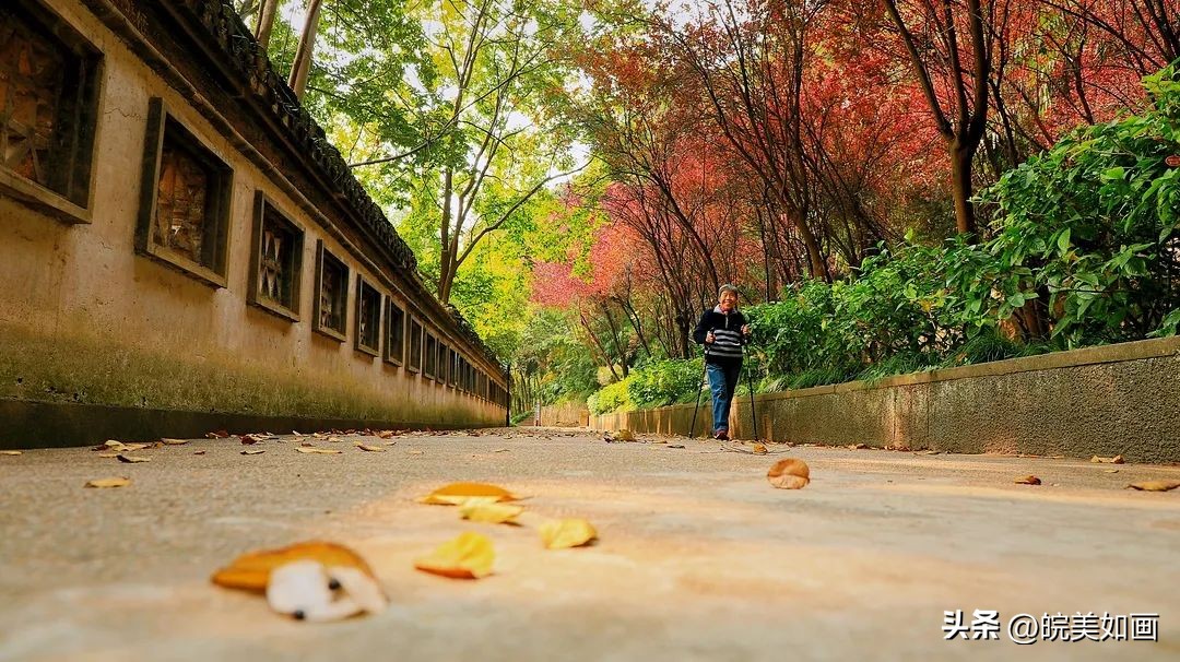安徽大学好看的风景,高校最美秋景