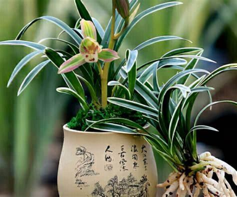 顶级矮种金边兰花,矮种金边兰花精品