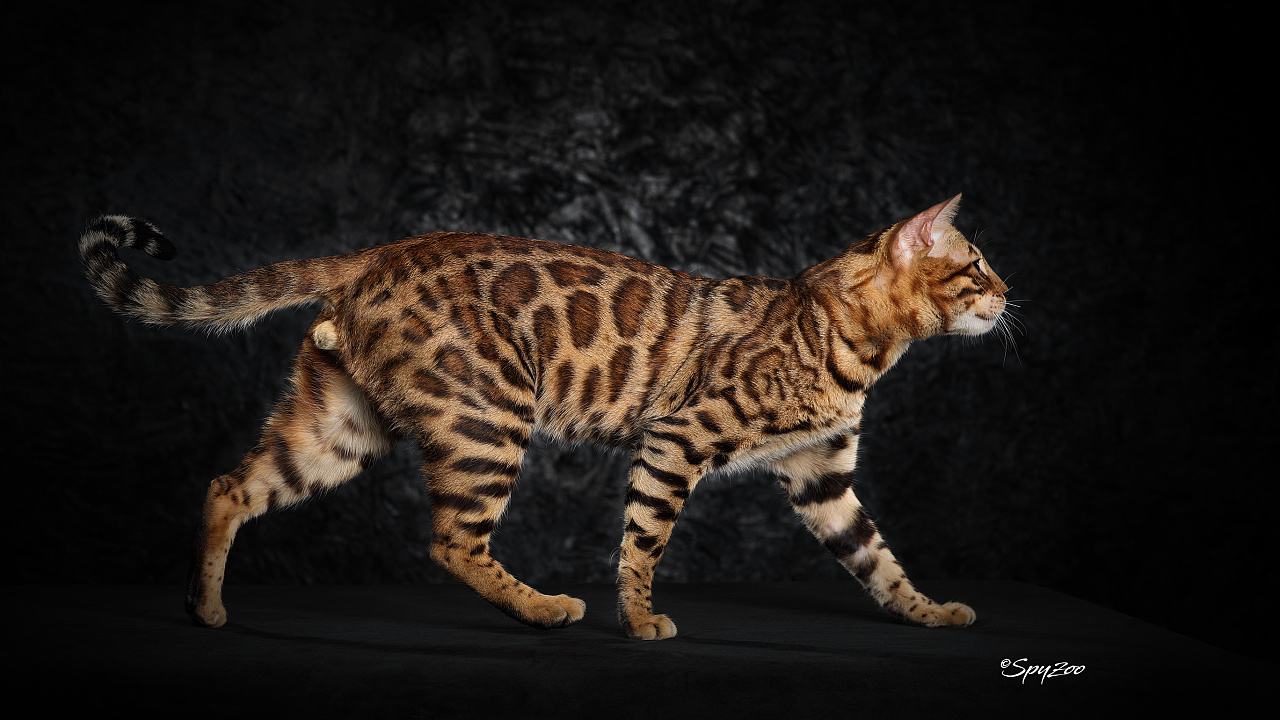 什么猫咪最好养而且又粘人省钱,什么类型的猫咪最听话好养