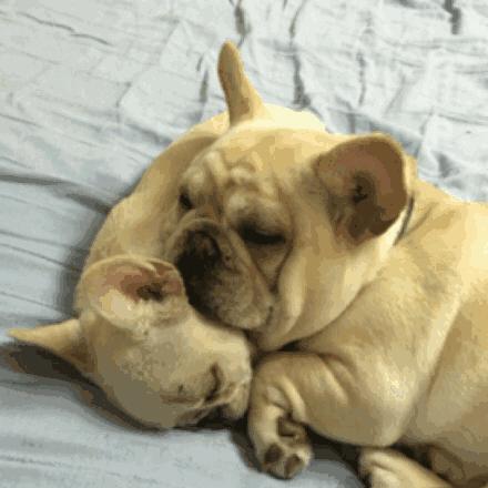 有哪些攻击性的犬可以养,建议懒人养的10种狗小型犬