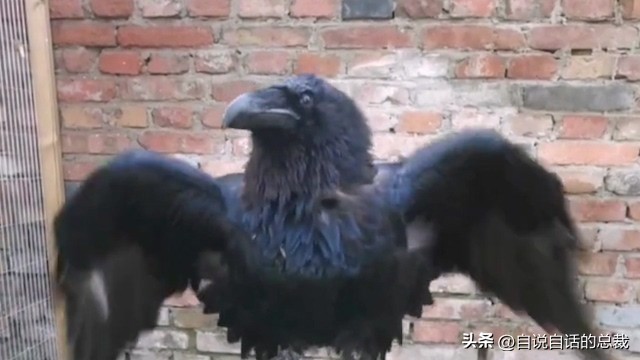 乌鸦为什么是外星人,外星人至今还未出现的5大原因