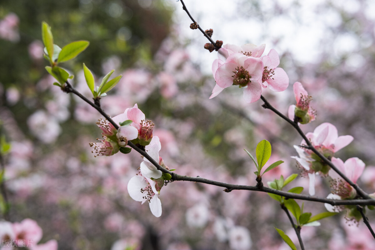 成都春天超美的地方,成都现在风景最美的地方